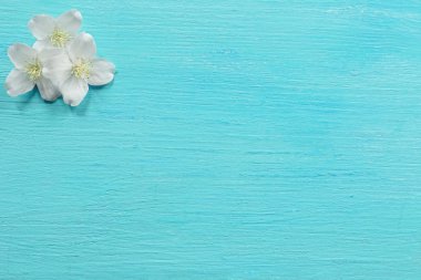 taze Yasemin çiçekleri 