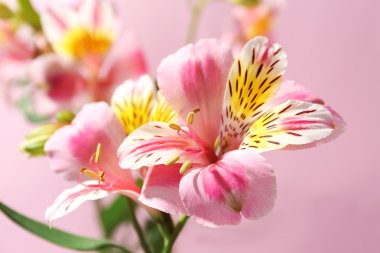 güzel ihale Alstroemeria 