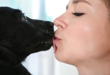 Güzel kız Labrador, closeup ile öpüşme