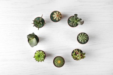 Farklı succulents ve kaktüs  