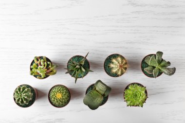 Farklı succulents ve kaktüs  