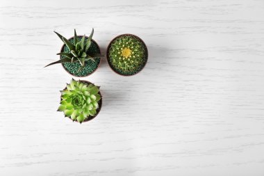 Farklı succulents ve kaktüs  