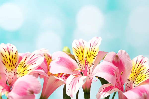 Vackra anbud Alstroemeria — Stockfoto