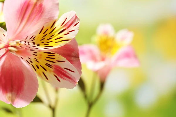 Schöne zarte Alstroemeria — Stockfoto