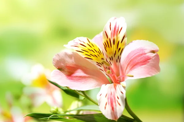 Beautiful tender Alstroemeria — Stock Photo, Image