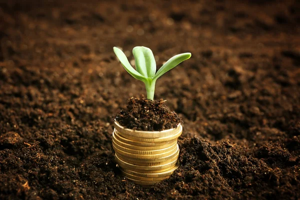 Pièces de monnaie dans le sol avec jeune plante — Photo