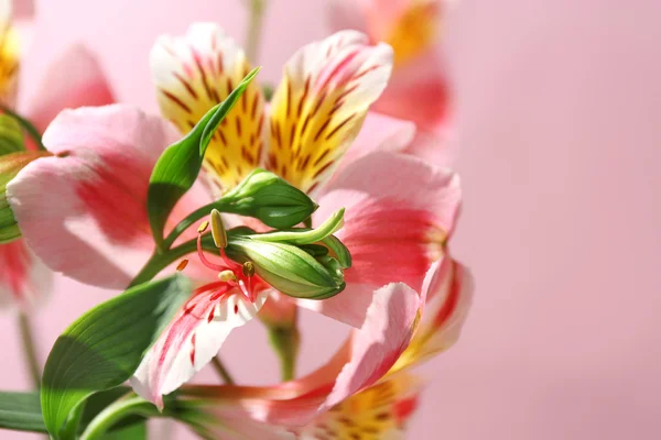 Hermosa tierna Alstroemeria — Foto de Stock