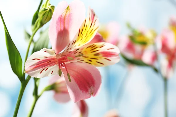 아름 다운 부드러운 Alstroemeria — 스톡 사진
