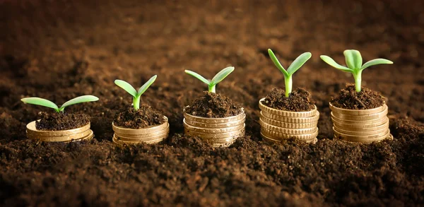 Coins in soil with young plant — Stock Photo, Image