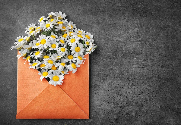 Fresh chamomile in envelope — Stock Photo, Image