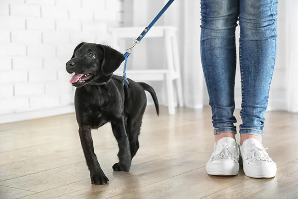 Cute Labrador puppy — Stock Photo, Image