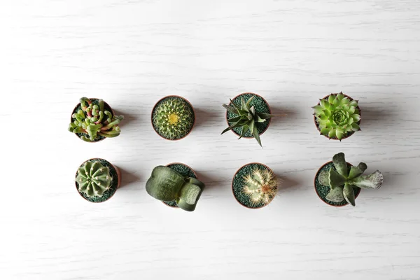 Suculentas y cactus diferentes — Foto de Stock