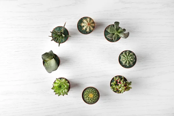 Farklı succulents ve kaktüs — Stok fotoğraf