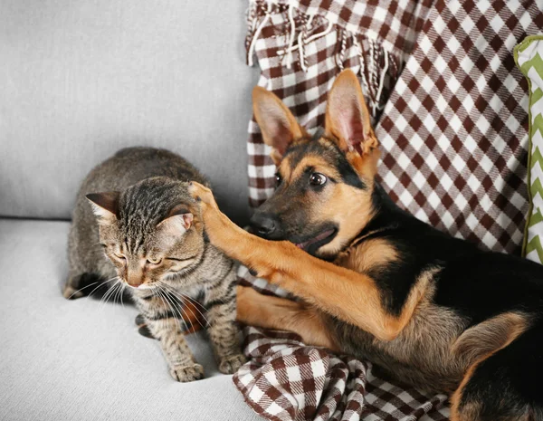 Kočka a funny pes — Stock fotografie
