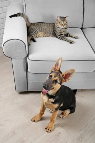 Cat and funny dog — Stock Photo, Image