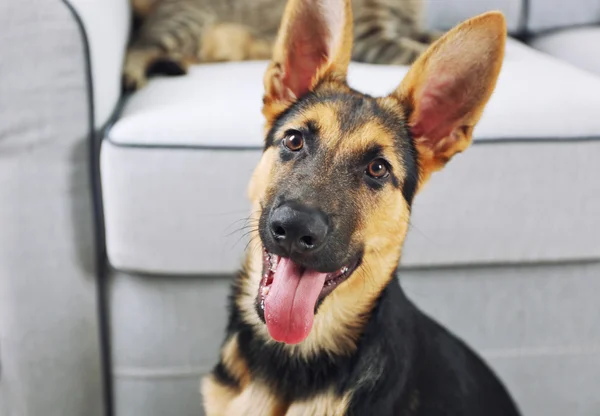 Sød hund hyrde - Stock-foto