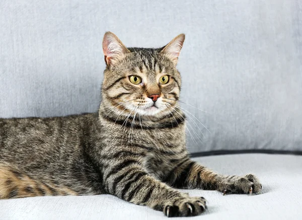 Cute cat on couch — Stock Photo, Image