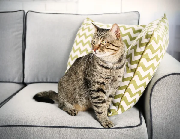 Lindo gato en el sofá — Foto de Stock