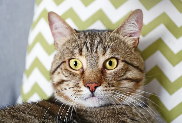 Милий кіт на дивані — стокове фото