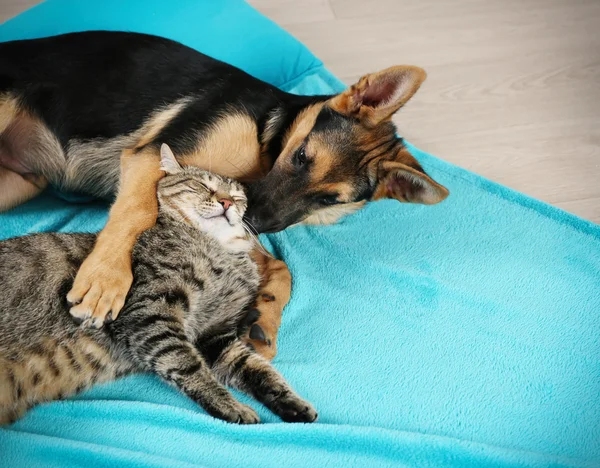 Cat and funny dog — Stock Photo, Image