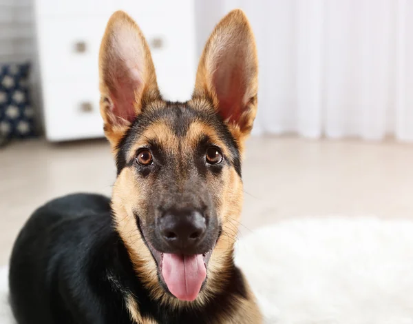 Schattige hond herder — Stockfoto