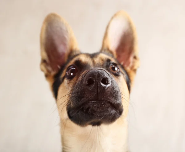 Söt hund shepherd — Stockfoto