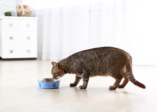 Lindo gato comiendo — Foto de Stock