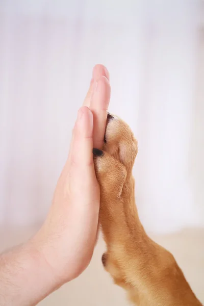 Patte et main humaine — Photo