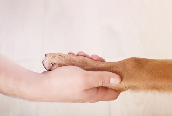 Poot en menselijke hand — Stockfoto