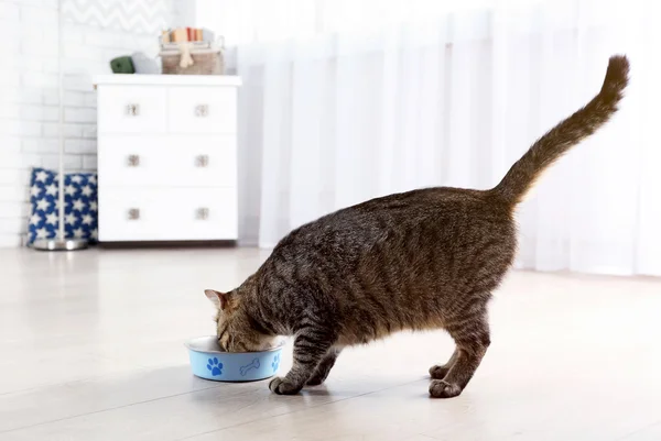 Lindo gato comiendo — Foto de Stock