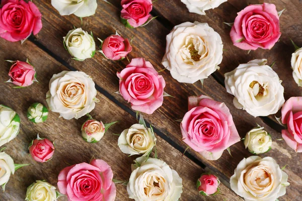 Головы разноцветных роз — стоковое фото