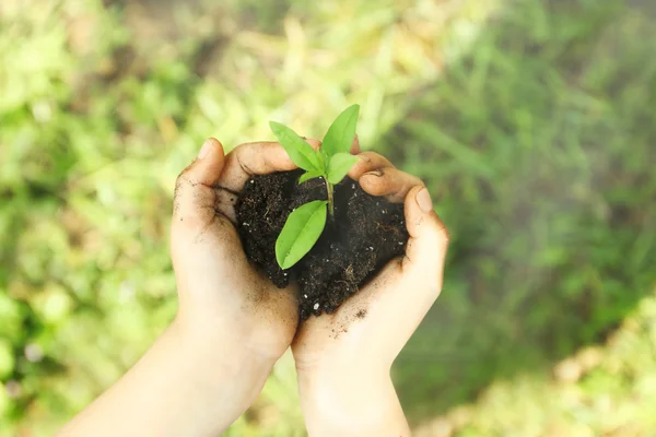 Bedrijf bodem en plant — Stockfoto