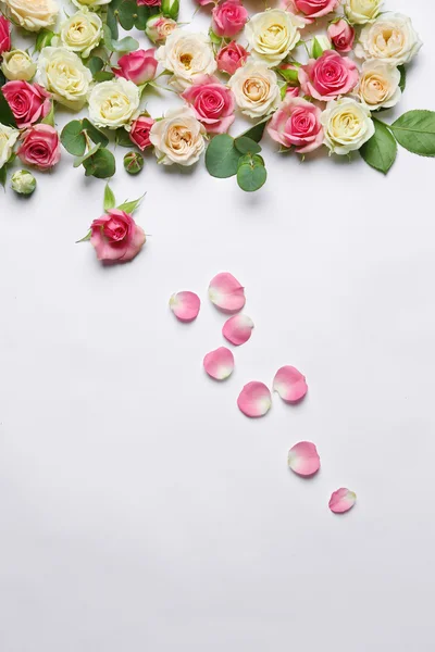 Hlav nejrůznějších růže Royalty Free Stock Obrázky