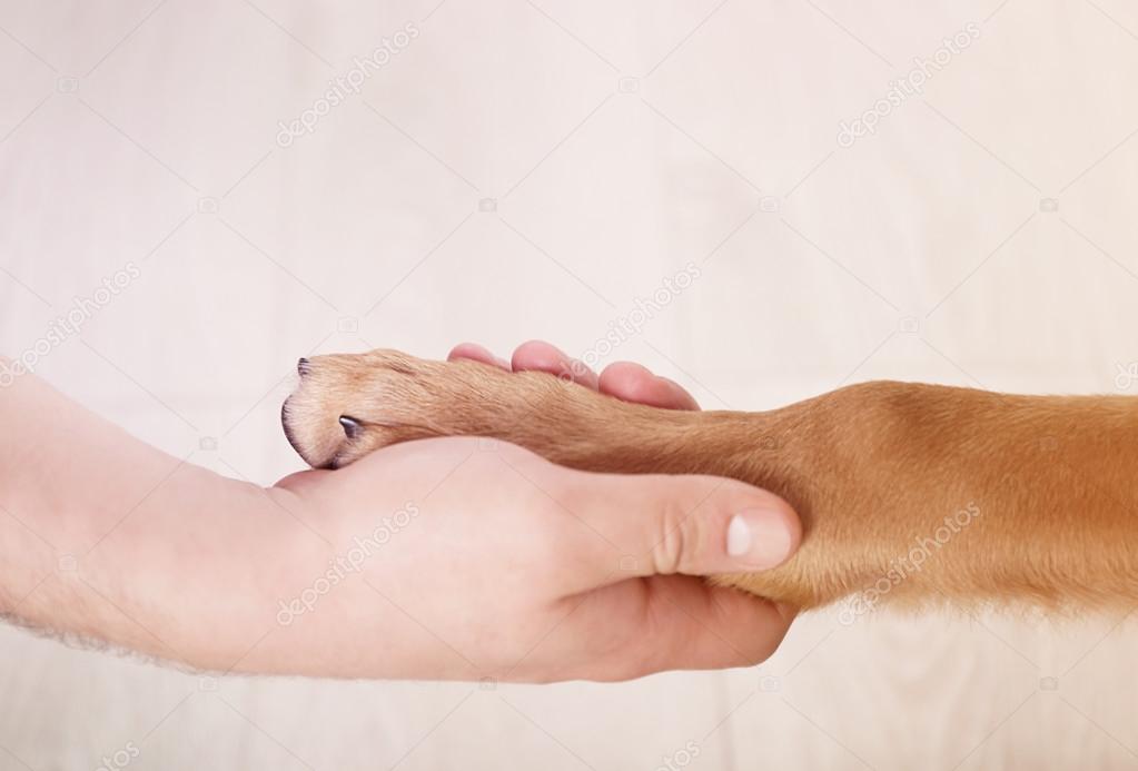 Paw and human hand  stock photo  belchonock 117621466