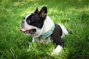 Çimenlerin üzerinde şirin bulldog 
