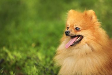 tüylü köpek 