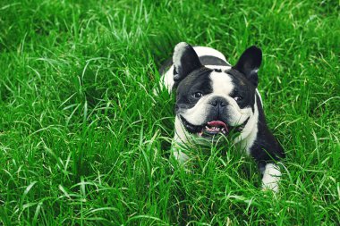 Çimenlerin üzerinde şirin bulldog 