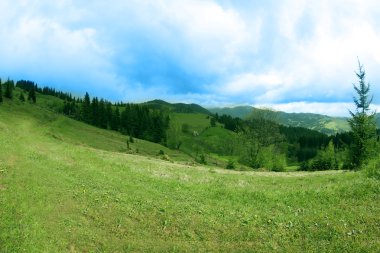 Orman yeşil tepeler 