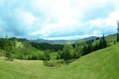 Orman yeşil tepeler 