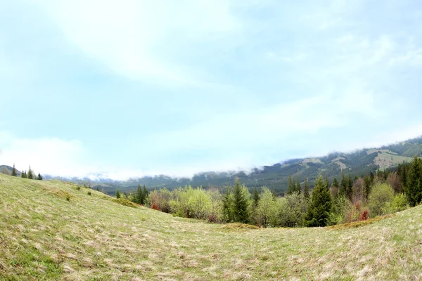 Sommerwald am Berg — Stockfoto