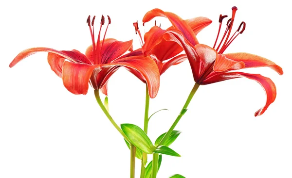 Krásné lilie, samostatný — Stock fotografie