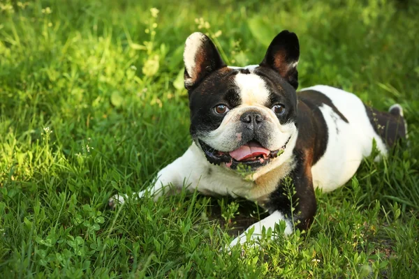 Niedliche Bulldogge auf Gras — Stockfoto