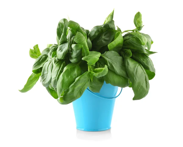 Fresh basil in bucket — Stock Photo, Image