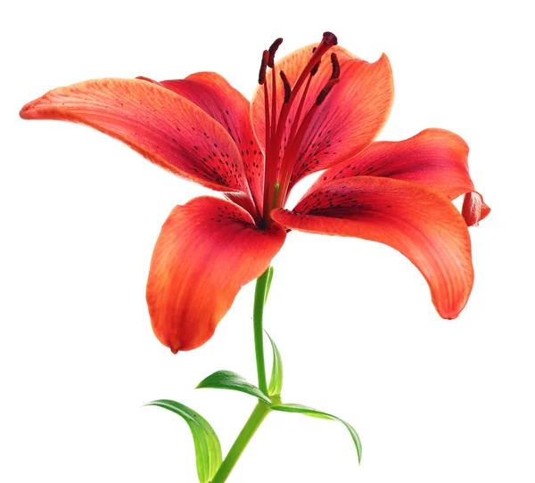 Beautiful lily isolated — Stock Photo, Image