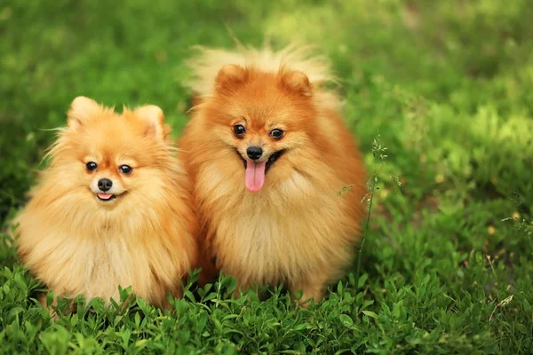 Lindos perros esponjosos — Foto de Stock