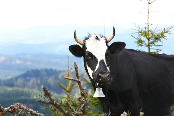 Vaca pastando en el prado — Foto de Stock