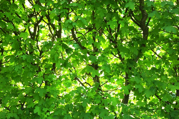 Hojas verdes fondo — Foto de Stock