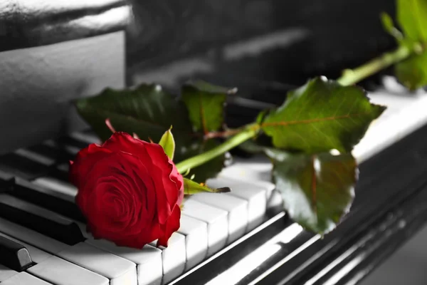 Hermosa rosa roja en las teclas de piano — Foto de Stock