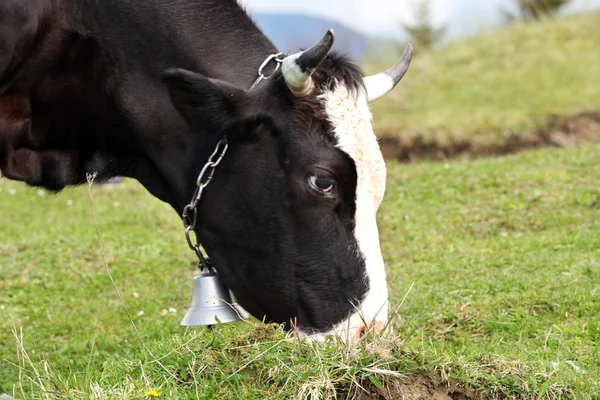 山の放牧牛 — ストック写真