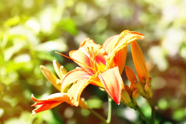 Lindas flores de lírio — Fotografia de Stock